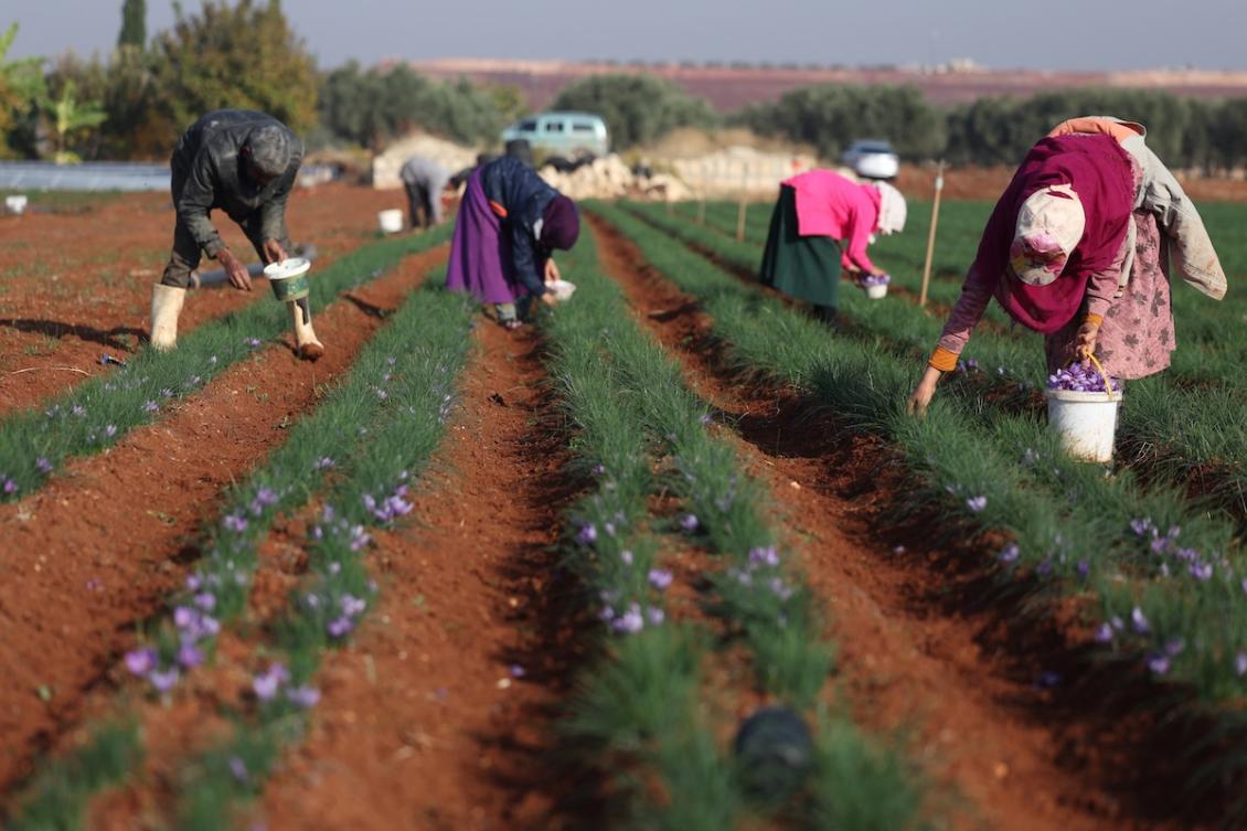 Farmers pick saffron flowers in a field in Binnish in Syria's northwestern Idlib province on November 23, 2024. (FILE/AFP)