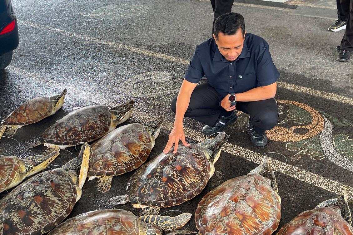Indonesian police foil attempt to trade protected 23 live green sea turtles in Bali, arrest suspect