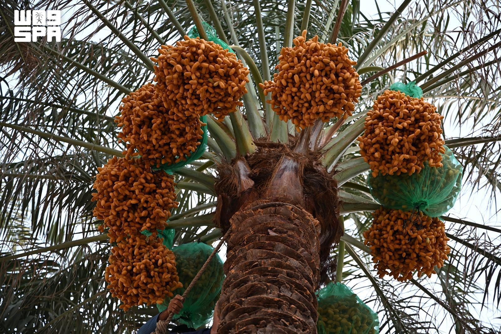 The early date season runs from late May to September across Riyadh, Al-Ahsa, Madinah, Qassim, Al-Kharj, Qatif, Hail, and Jouf. (SPA)
