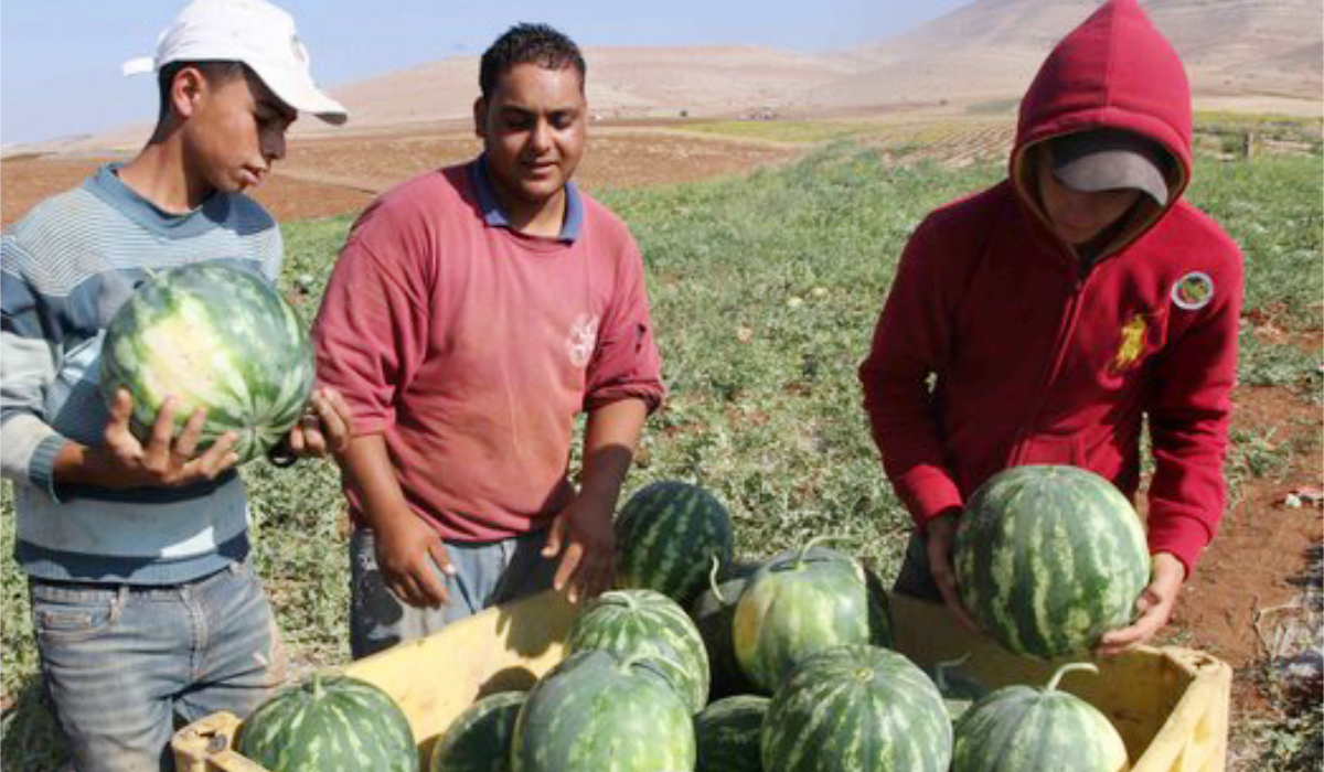 The ministry of agriculture called on farmers to continue monitoring their fields, carry out necessary spraying operations, and maintain communication with ministry teams for technical guidance. (Supplied)