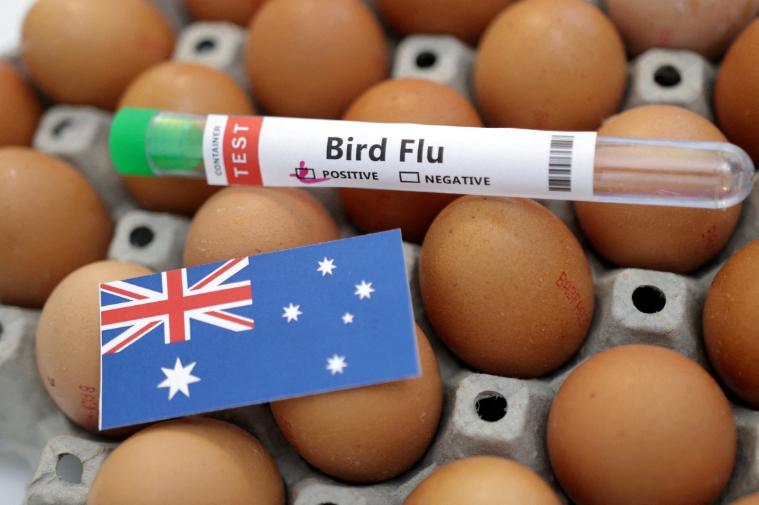 A test tube labelled "Bird Flu", eggs and a piece of paper in the colours of the Australian national flag are seen in this picture illustration. (Reuters)