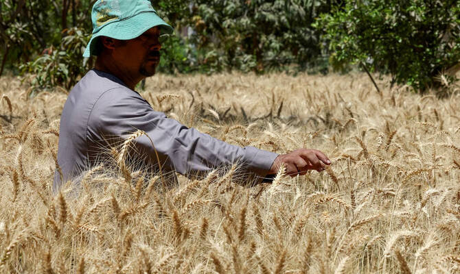 Egypt seeks to expand wheat imports, storage ties with Poland