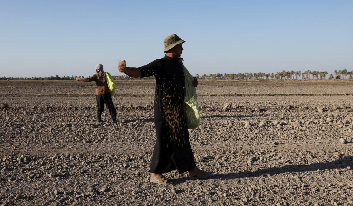 Farmers throw rice in a field in Al-Mishkhab, outskirts of Najaf, Iraq, June 15, 2026. (REUTERS)
