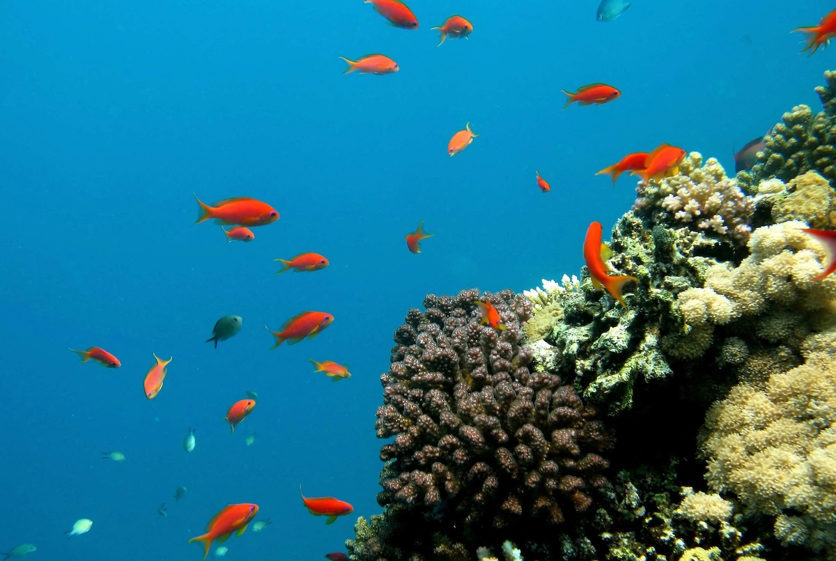 Saudi wildlife center documents rare fish migration