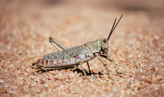 Outbreaks of locust development have been detected in Ukraine’s eastern Dnipropetrovsk region, the Ukrainian state service on food safety and consumer protection said on Wednesday. (Shutterstock/File)