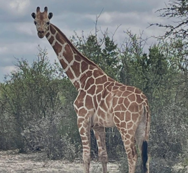 A giraffe named Gracie escaped in Texas and no one can seem to find her
