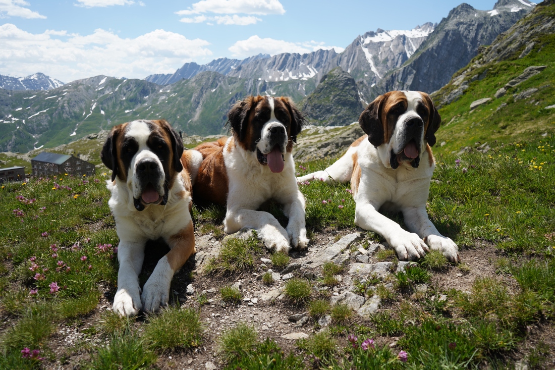 St. Bernard dogs honored in a museum that bridges the breed’s history with its future
