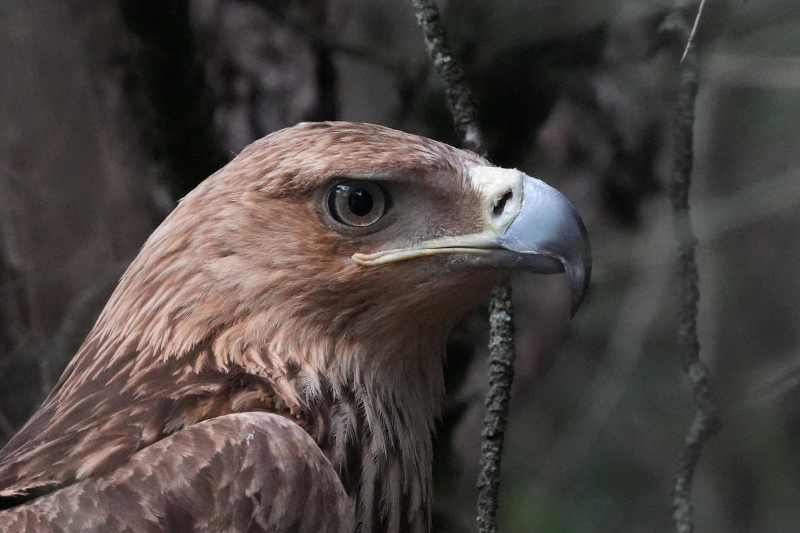 Feliks the eagle is back home in Serbia after a kidnap ordeal in the Middle East