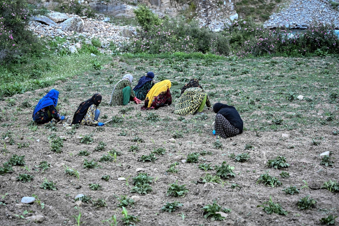 Afghan women farmers working at a field in the Eshtiwi village of Afghanistan's Parun district. (AFP)