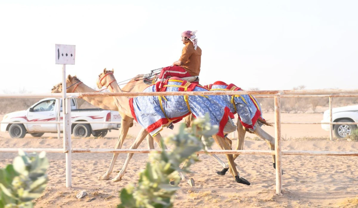Racing camels are slender, aerodynamic animals that resemble greyhounds. (SPA)