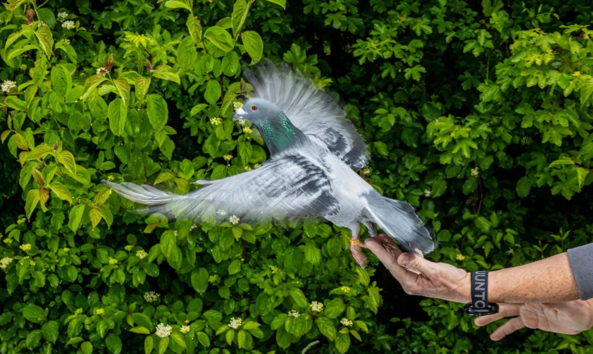This image provided by the Max Planck Institute of Animal Behavior shows a scientist releasing a homing pigeon in May, 2026, in Konstanz, Germany. (AP)