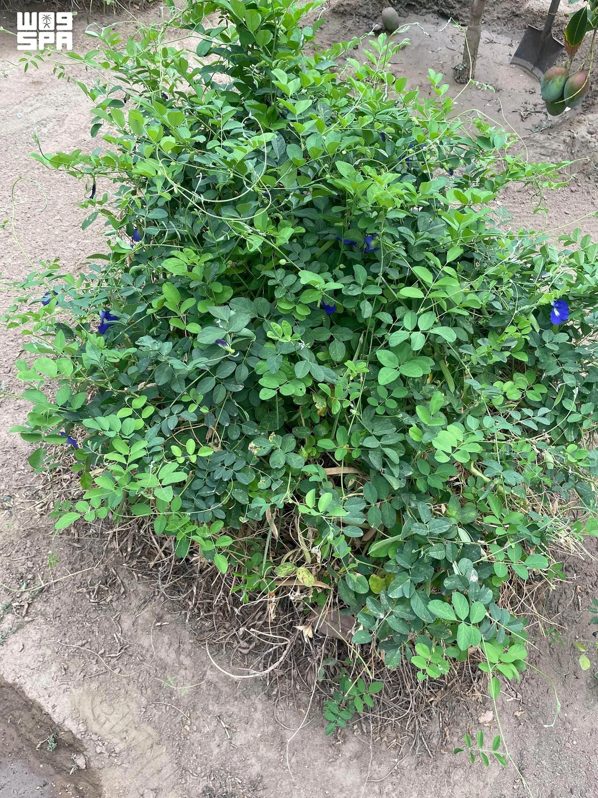 Blue tea is a natural product distinguished by its high nutritional value, unique flavor, and attractive natural color. (SPA)