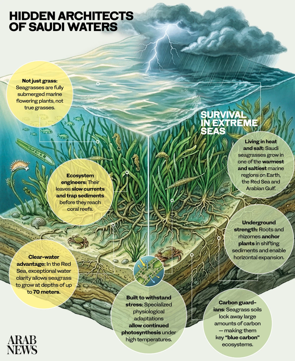 Hidden architects of Saudi Waters
