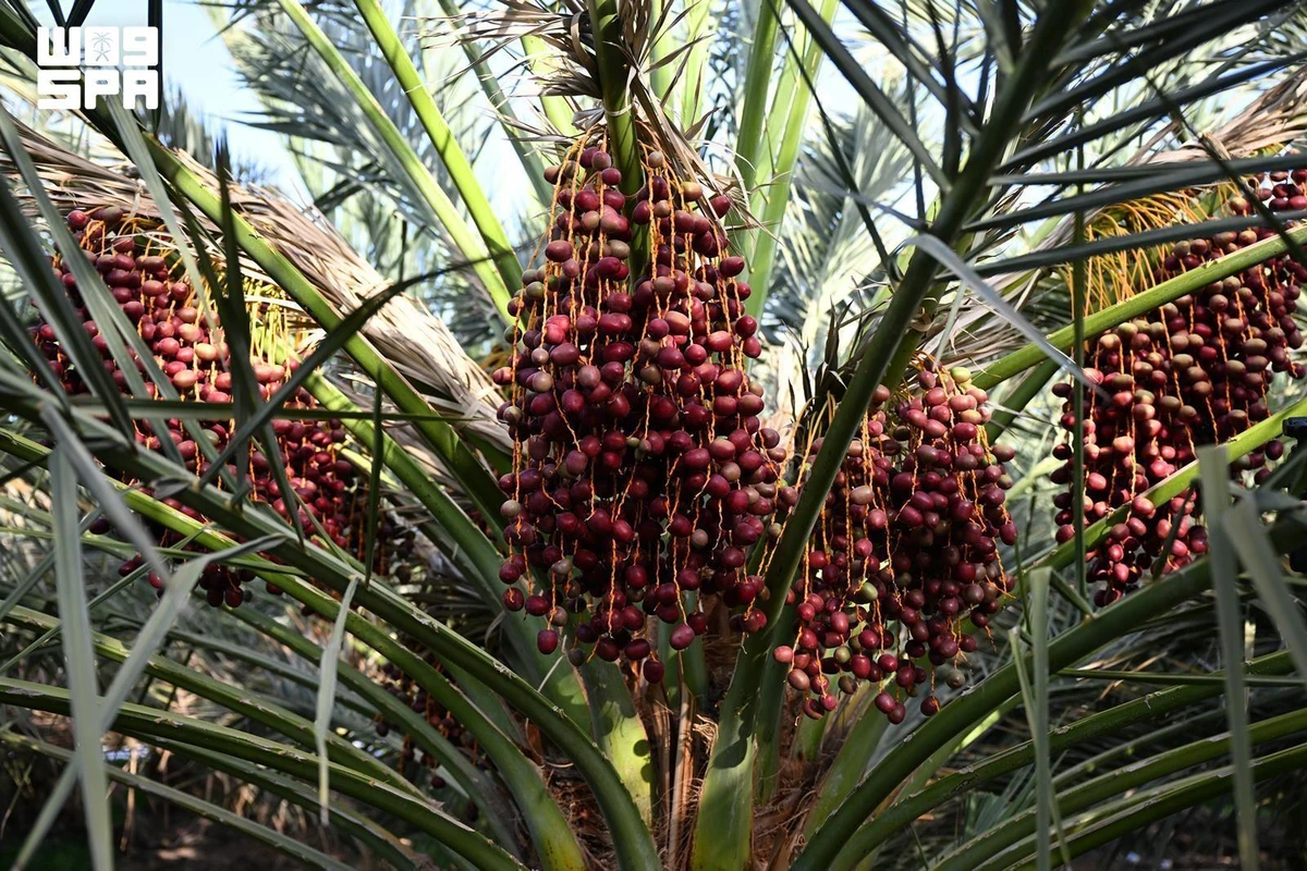 Madinah date market sees early rutab surge