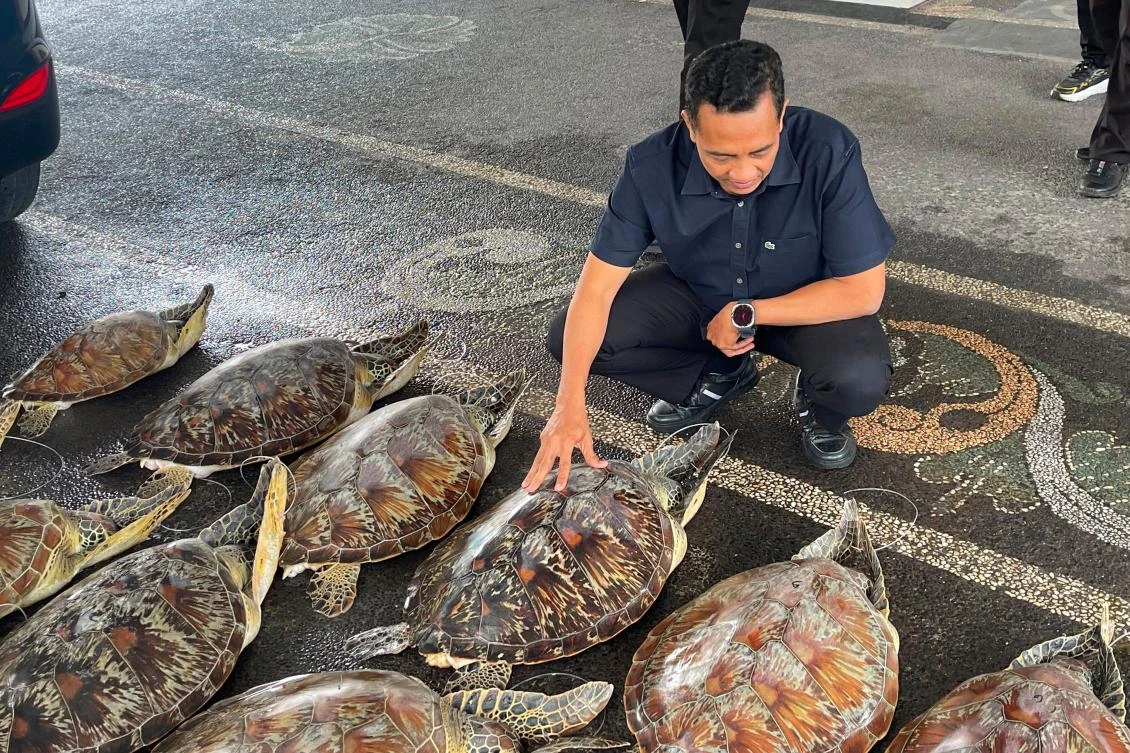 Indonesian police foil attempt to trade protected 23 live green sea turtles in Bali, arrest suspect