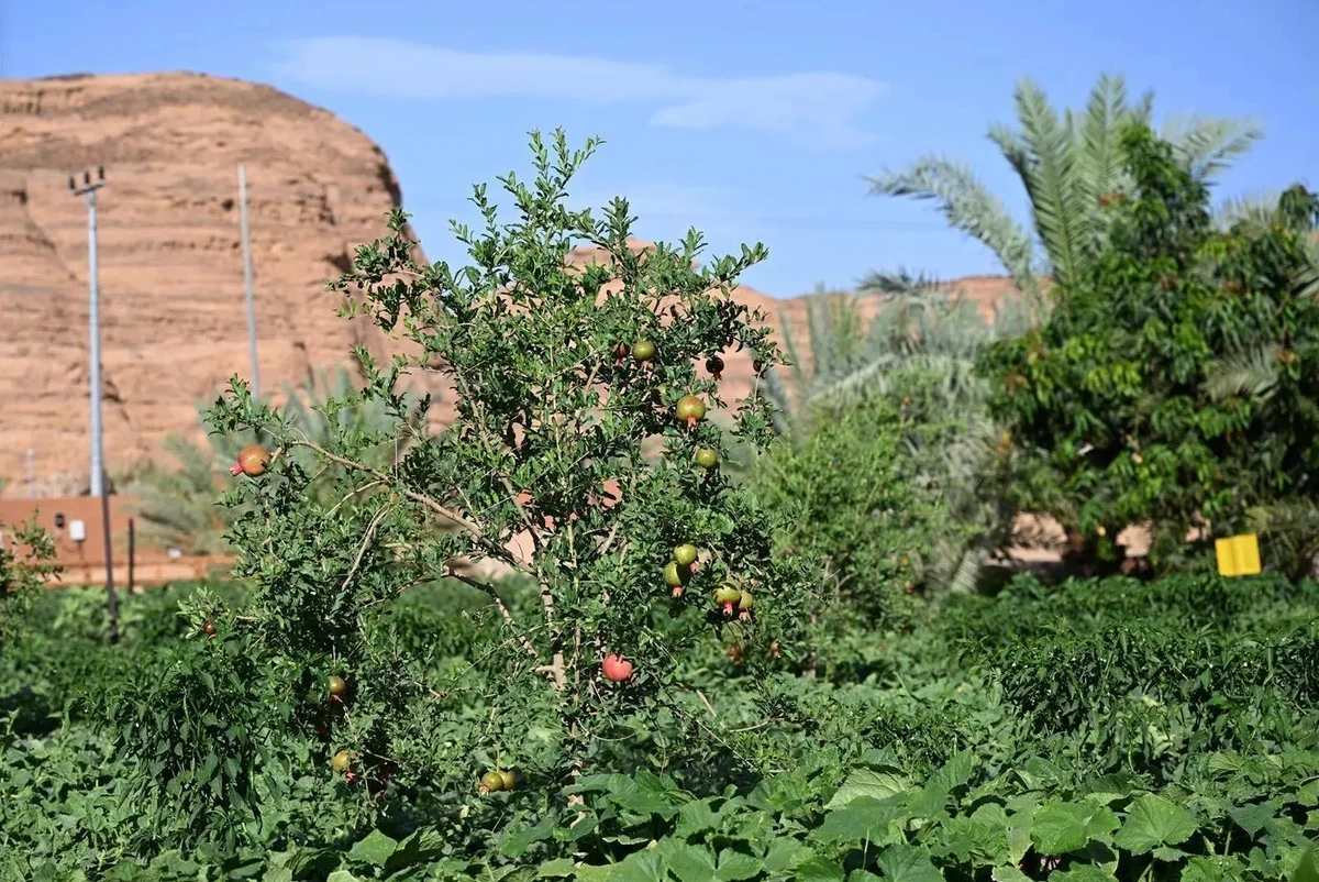 The initiative aims to showcase the quality of local products, strengthen their competitiveness, promote agricultural output, and enhance the economic value of AlUla’s agricultural sector. (SPA)