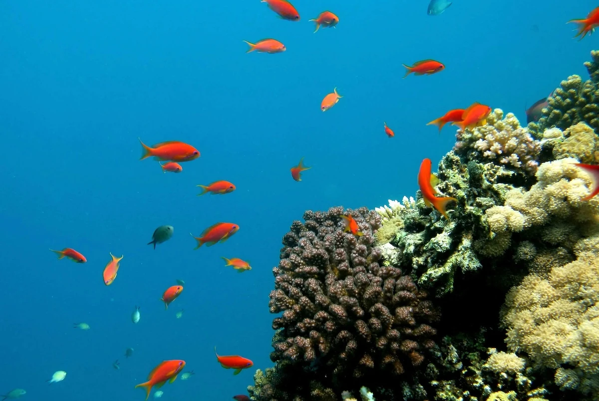 Saudi wildlife center documents rare fish migration