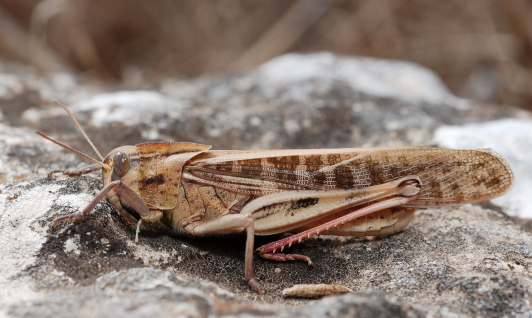 Ukrainian officials on Wednesday reported a new locust outbreak, this time in the southern Kherson region. (X/@LatifundistCom)