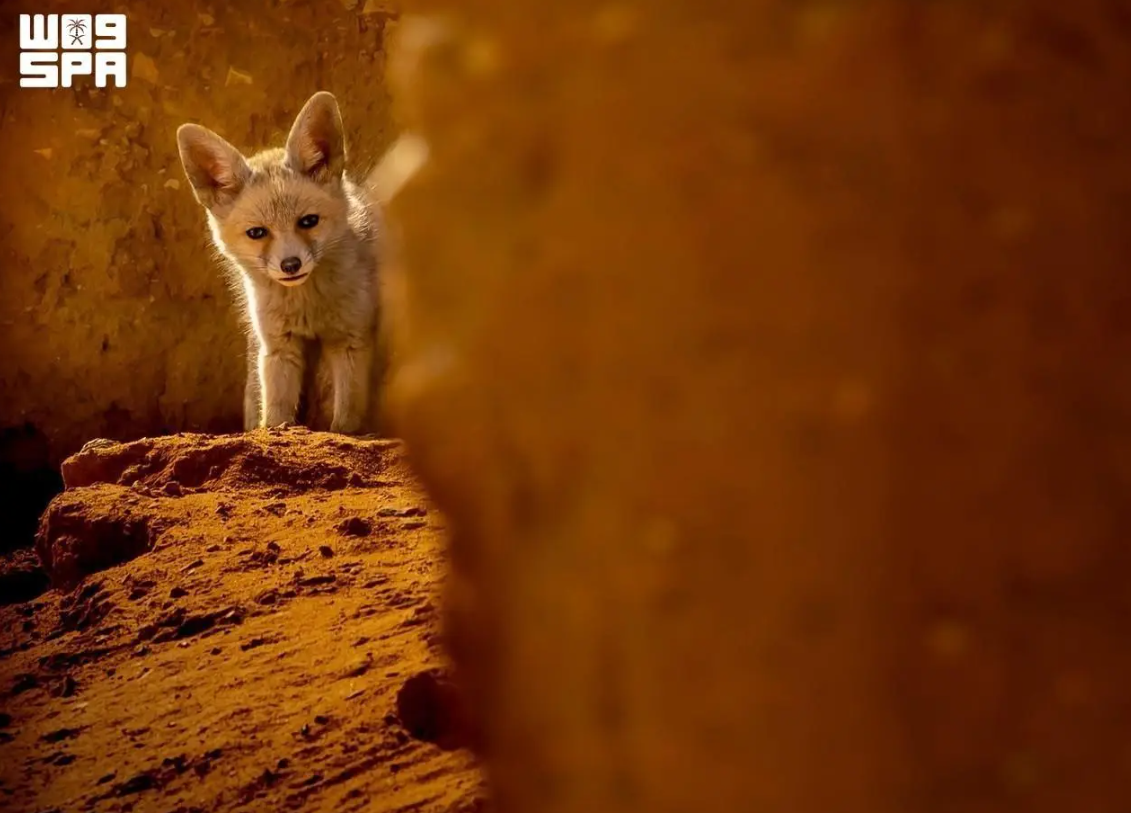 The red fox, one of the most common carnivorous mammals in the King Salman bin Abdulaziz Royal Reserve, plays an important ecological role in Saudi Arabia. (SPA)