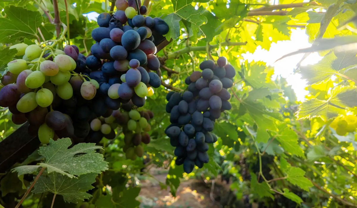 Qassim region is among Saudi Arabia’s leading grape-producing regions, with annual production reaching about 30,875 tonnes. (SPA)
