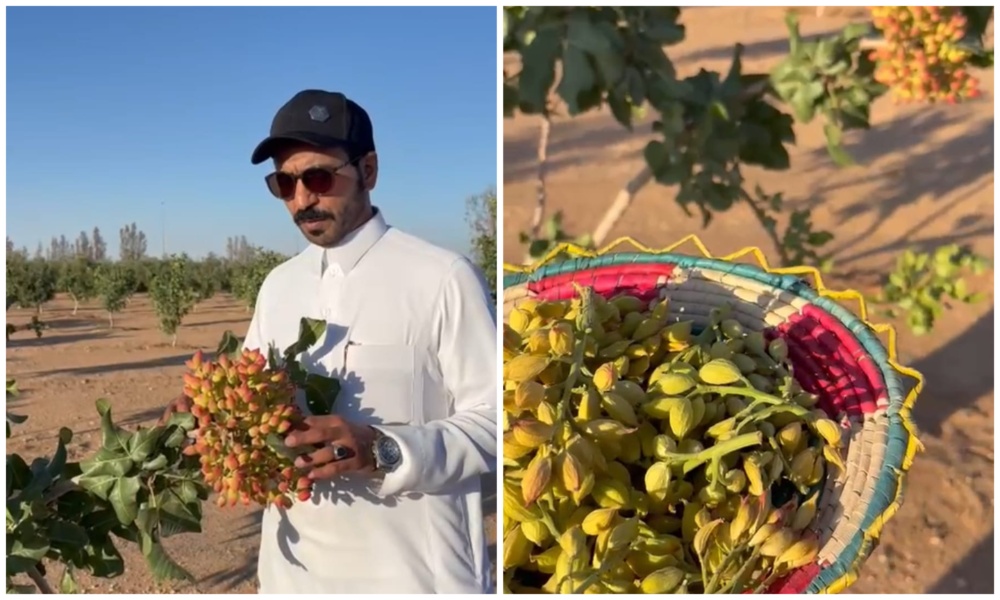 Radhi Al-Sharari has cultivated pistachios in Jouf after being driven by an ambitious vision and a determination to overcome challenges. (Supplied)