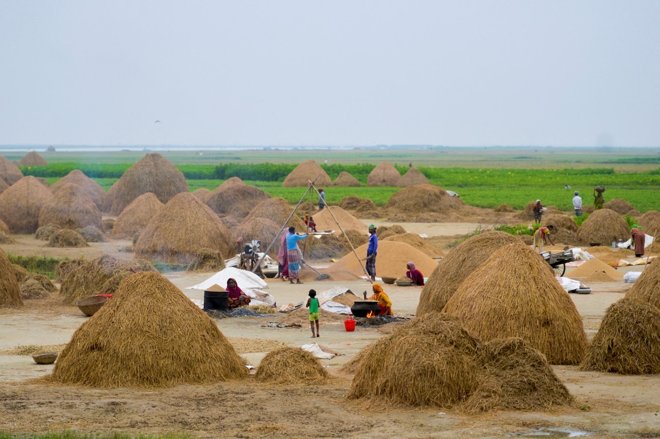 Workers harvest rice at a paddy field in Kishoreganj, Bangladesh, on May 6, 2021. (File/AFP)