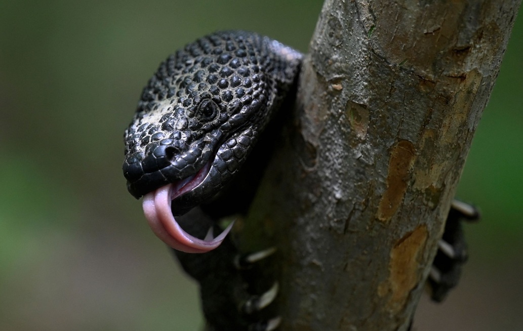 Guatemalan zoo breeds rare lizards in bid to save endangered species