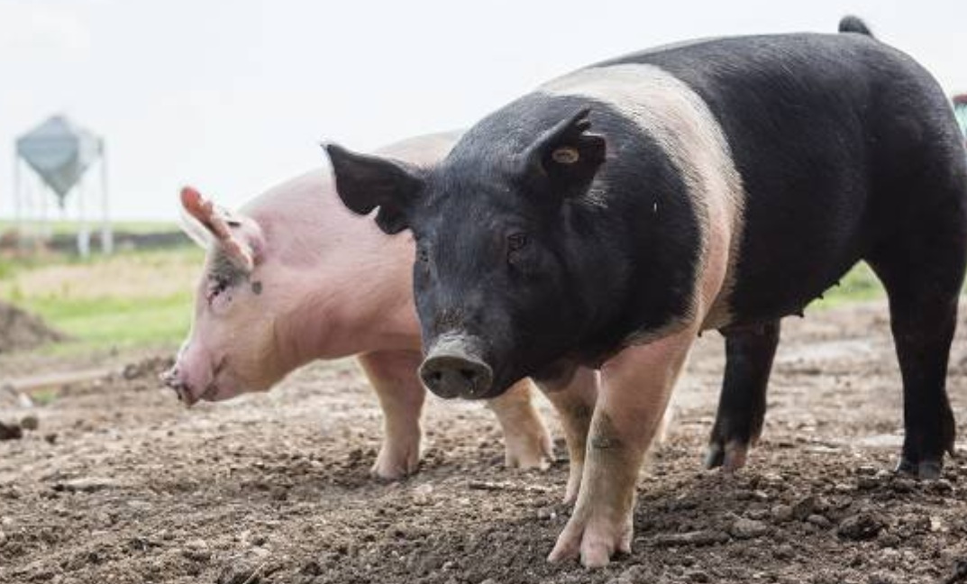 Serbia to cull 11,000 pigs due to African swine fever, Tanjug reports