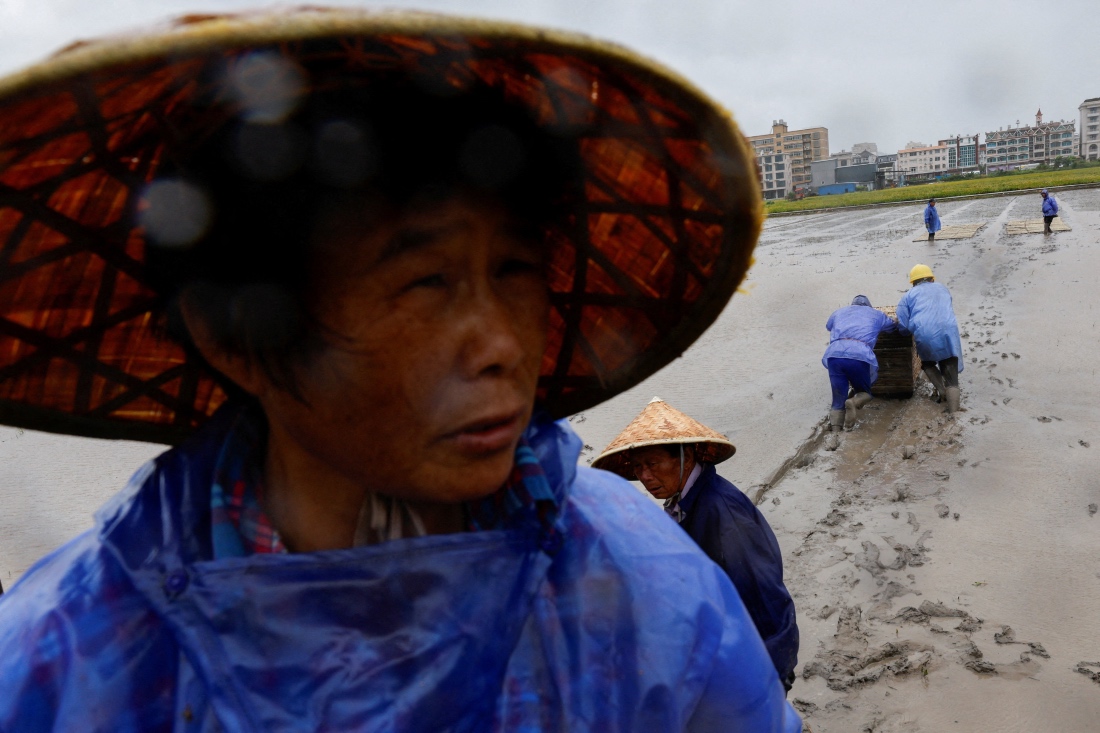 Farmers place trays of rice seedlings in a rice field ahead of the arrival of Typhoon Bavi in Wenzhou, China. (Reuters)