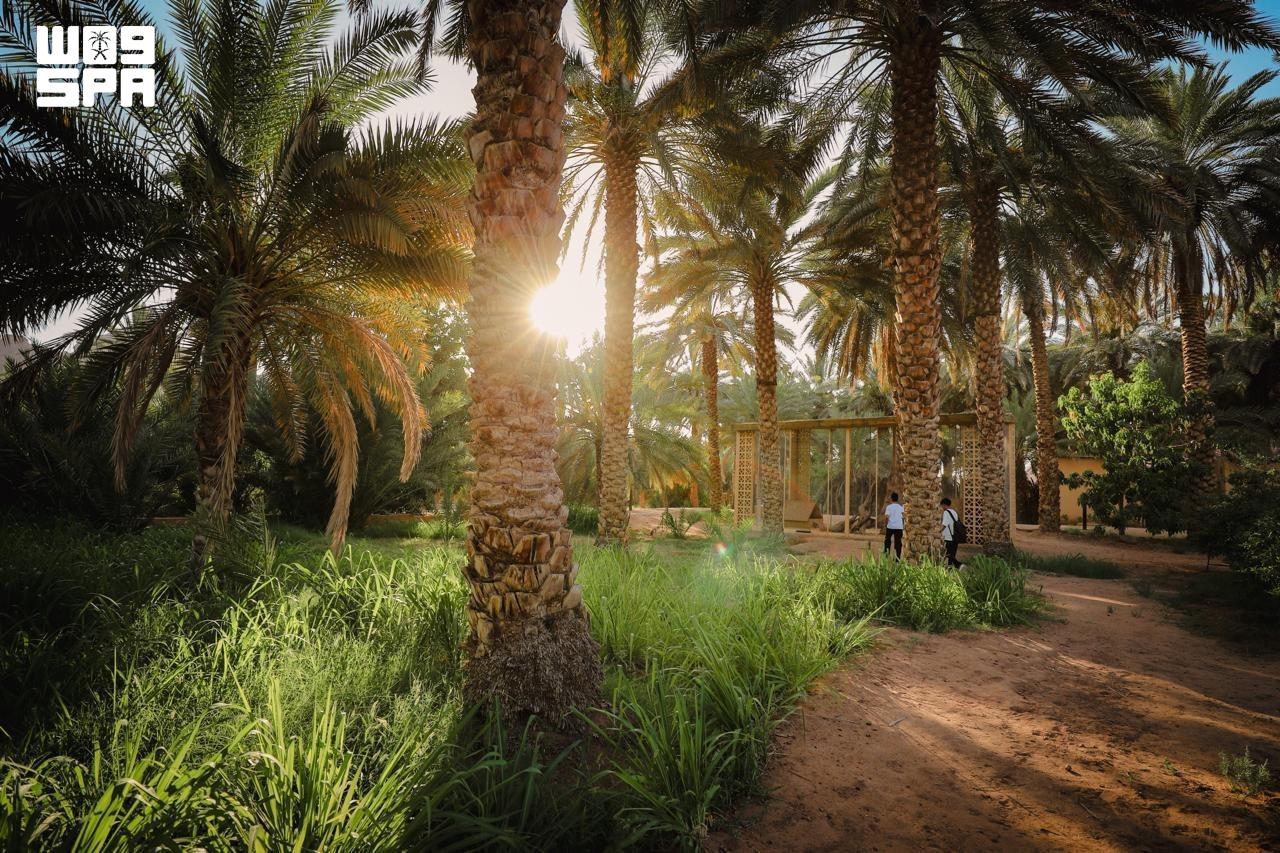 AlUla has more than 20,500 hectares of cultivated land, producing about 130,000 tonnes of dates and 14,000 tonnes of citrus fruits annually from more than 400,000 citrus trees. (SPA)