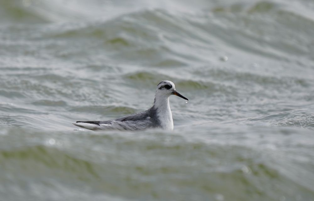 The Red Phalarope (Phalaropus fulicarius), also known as the Grey Phalarope, is a small shorebird measuring no more than 21 centimeters in length. It breeds in the Arctic regions of North America and Eurasia and is highly migratory by nature. (Supplied)