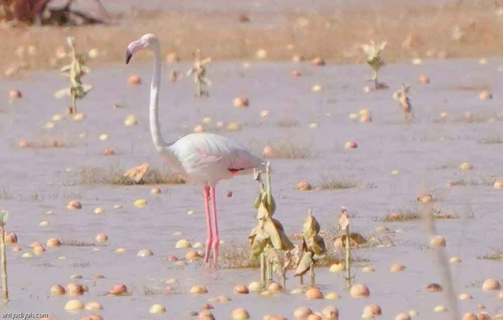 The Greater Flamingo makes its first recorded appearance in the King Abdulaziz Royal Reserve. (SPA)