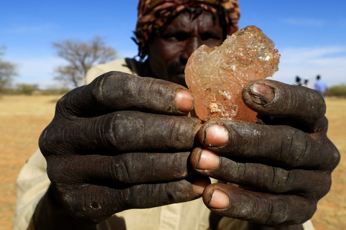 A Sudanese man shows gum arabic sap, in the state-owned Demokaya research forest some 30km east of El-Obeid, Sudan. (AFP)