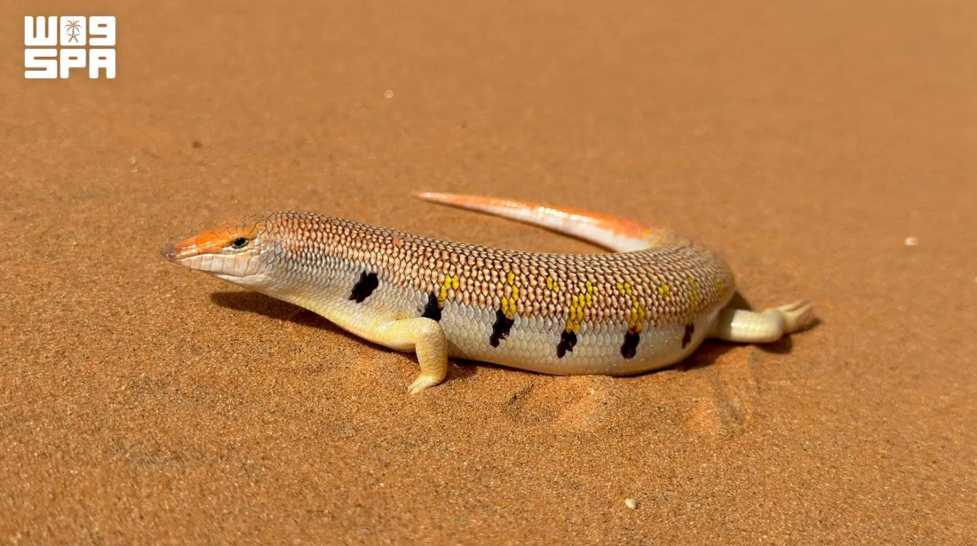 Growing up to 14 centimeters long, these reptiles use clawed limbs and pointed snouts to navigate loose sand. (SPA)