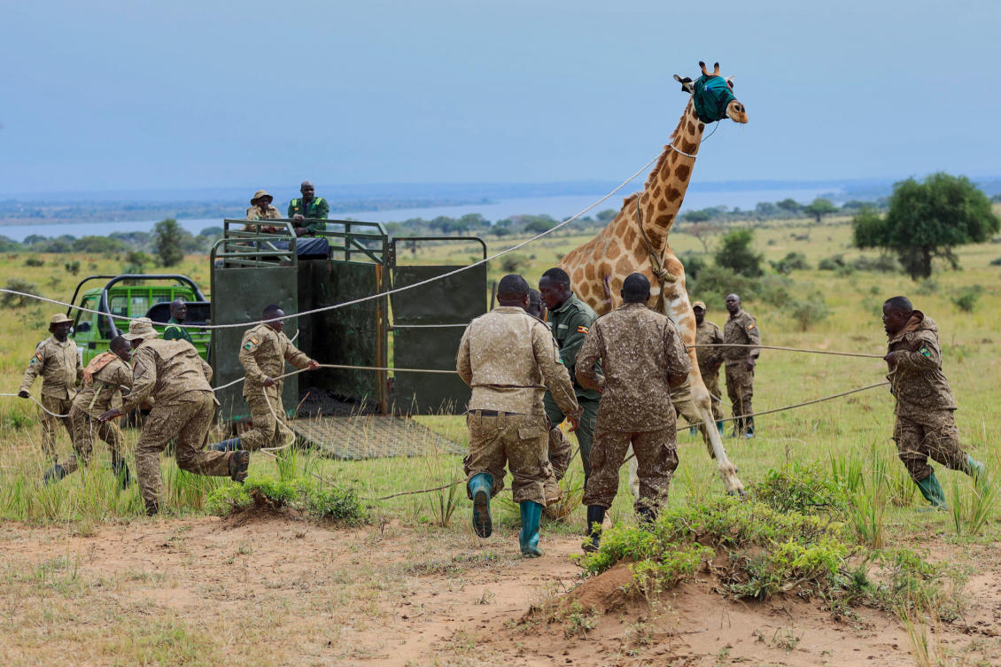 Giraffes given a new home in Uganda to escape oil drilling in the country’s largest park