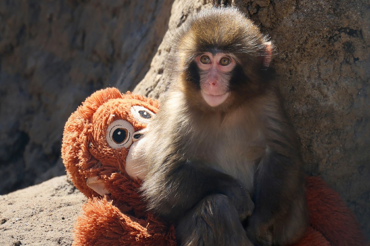 Japan’s monkey sensation Punch gets thousands of birthday messages as he turns 1 on Sunday