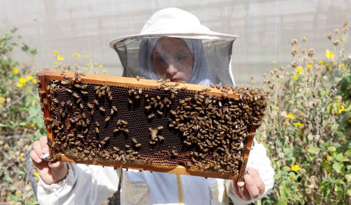 A Palestinian woman beekeeper holds a beehive frame in Khan Younis, in the southern Gaza Strip, July 7, 2026. (REUTERS)