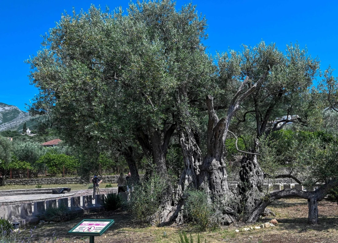 A photo of the old olive tree of the town of Bar, southern Montenegro. (AFP)
