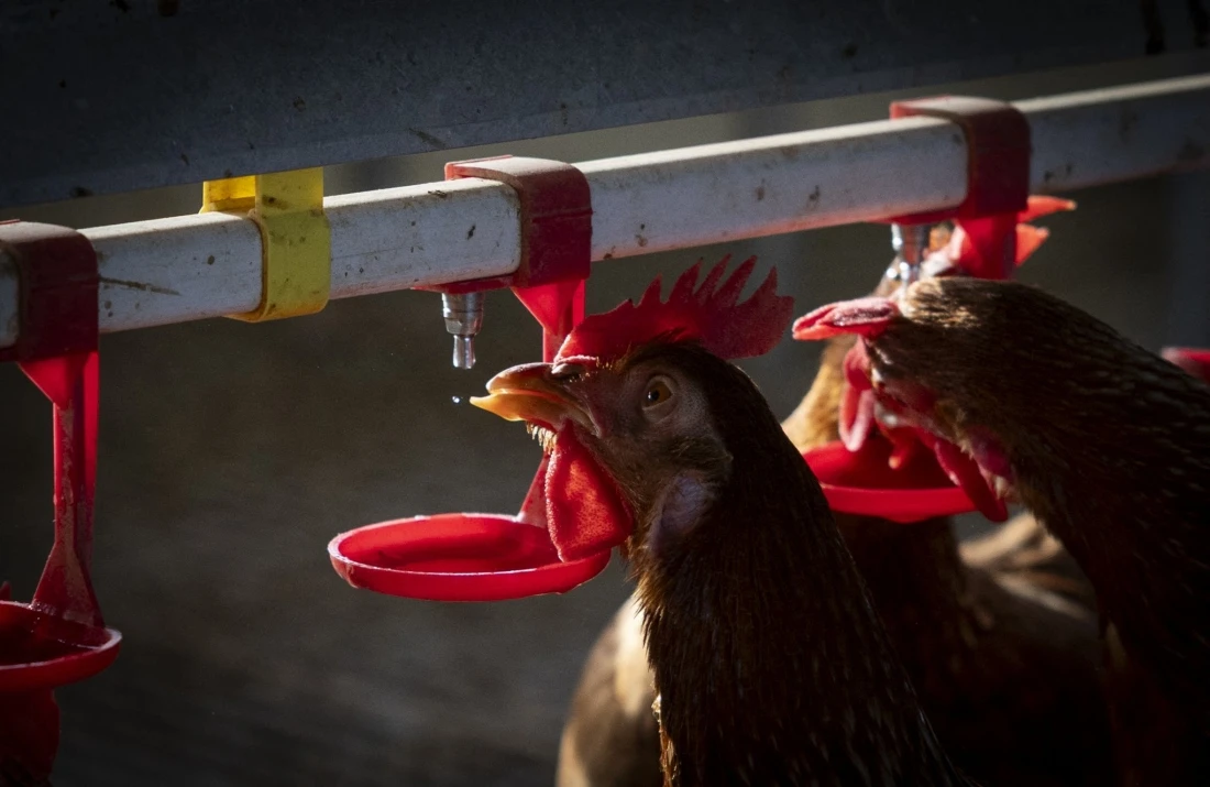 H5 bird flu detected in Australian seabird for first time