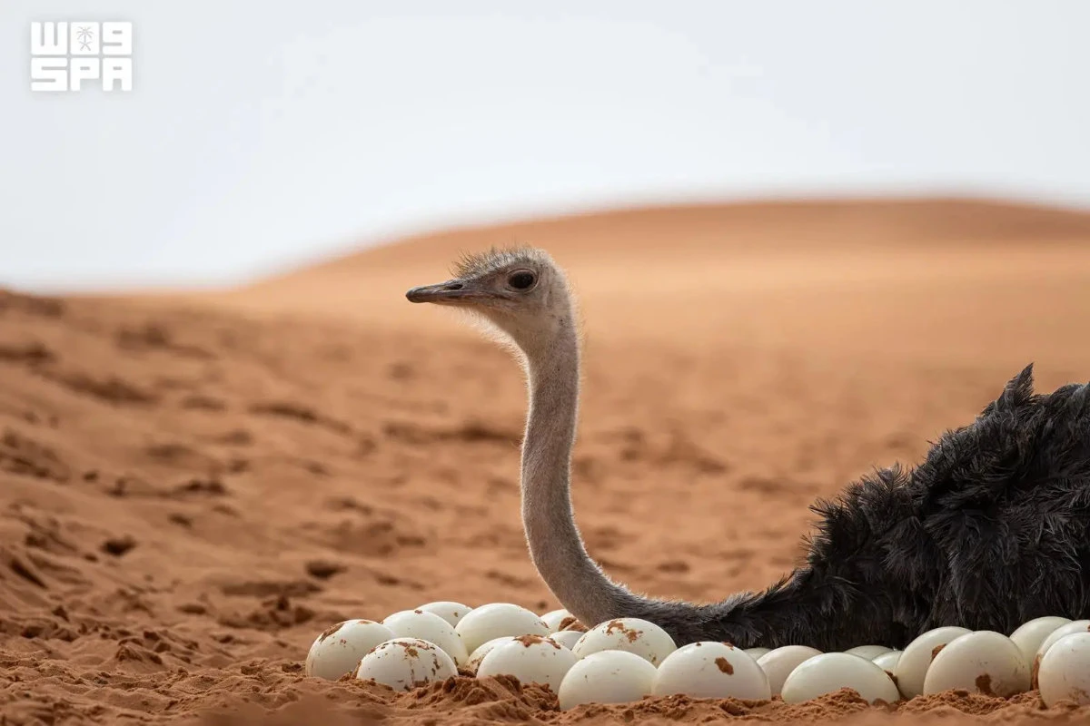 Saudi conservation program boosts endangered red-necked ostrich population