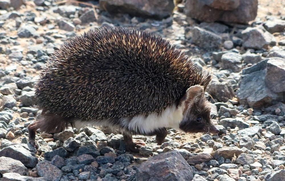 Desert hedgehog sighted at Imam Turki Reserve