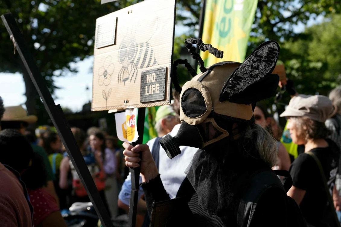 Uproar in France over reintroduction of bee-harming pesticides