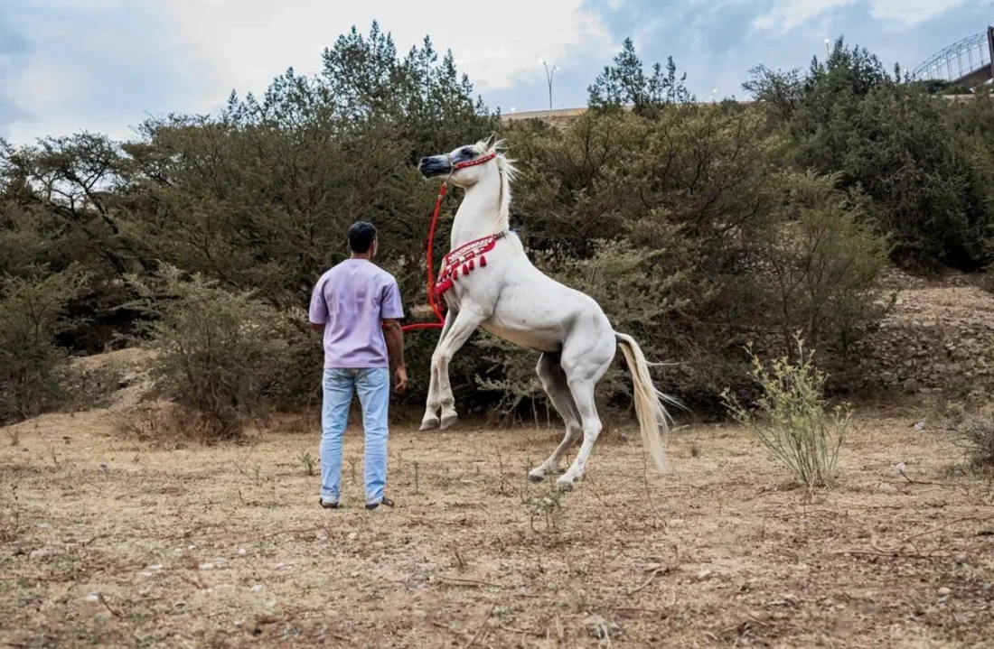 Arabian horses enhance visitor experience at Raghadan Forest