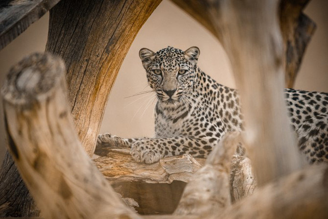 Critically endangered