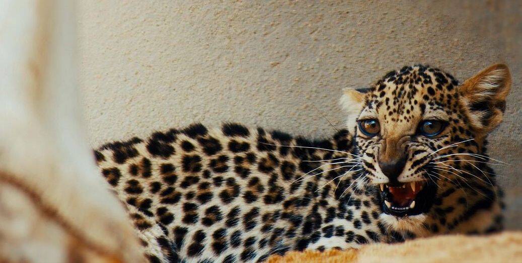 The Arabian Peninsula’s only big cat