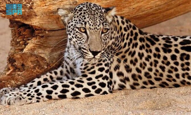 Conservation is growing