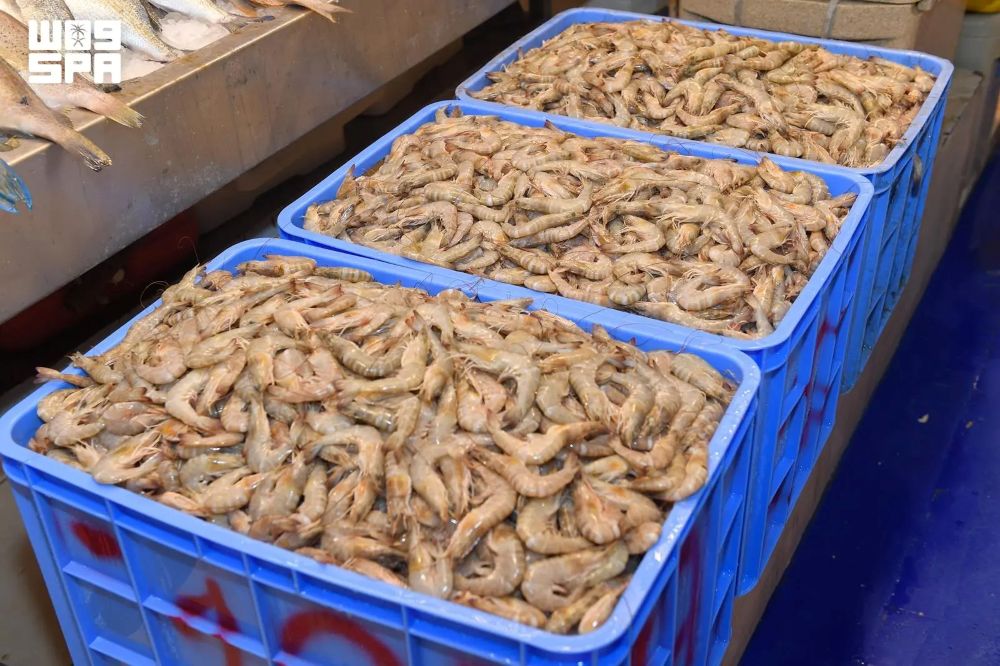 Fresh shrimp on display at Qatif’s seafood market as the 2026 fishing season gets underway. (SPA)