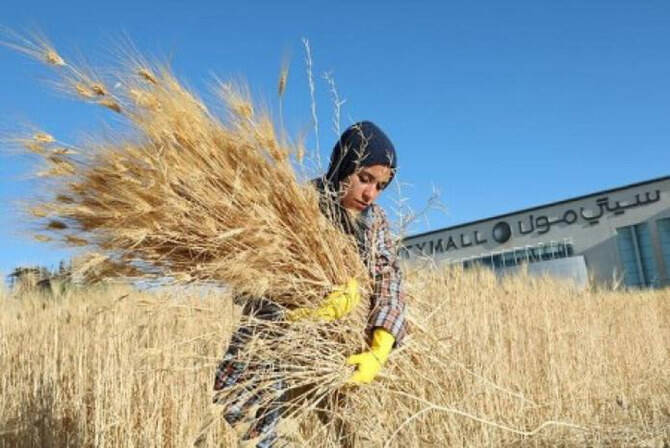 Jordan’s state grain buyer is believed to have made no purchase in an international tender for 120,000 metric tons of animal feed barley which closed on Wednesday, European traders said. (Reuters/File)