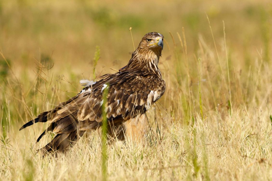 Free as a bird: rescue mission returns rare Serbian eagle