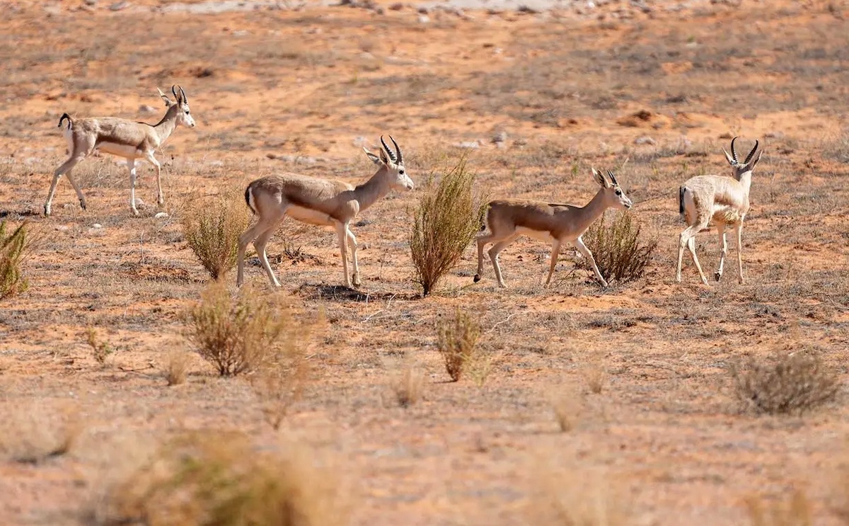 The initiative provides simplified, regularly updated explanations of key biodiversity conservation concepts, and highlights the importance of protecting natural resources. (SPA file photo)